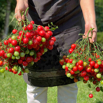 Помидор Курабье