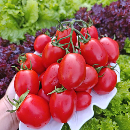 Фото Помидор Алинка F1