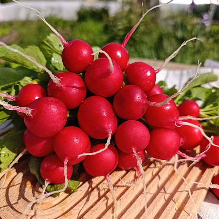 Фото Редис Марс F1