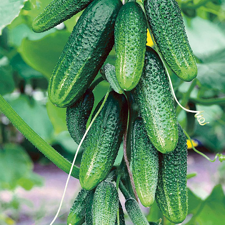 Фото Огурец Отело F1