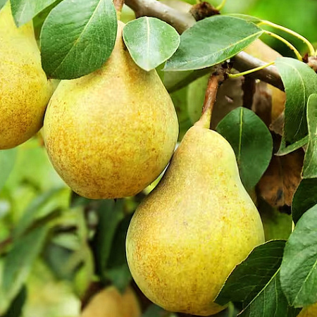 Фото Груша Гвидон