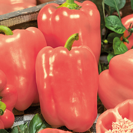 Фото Перец сладкий Яркая радуга F1