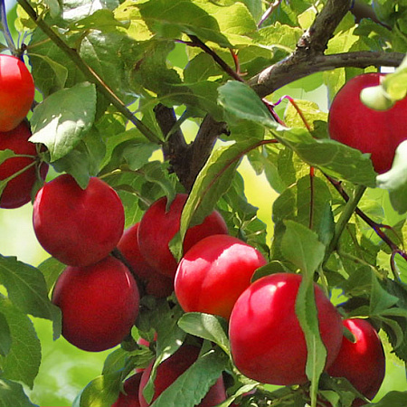 Фото Слива Июльская роза