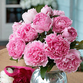 Пион Сара Бернар