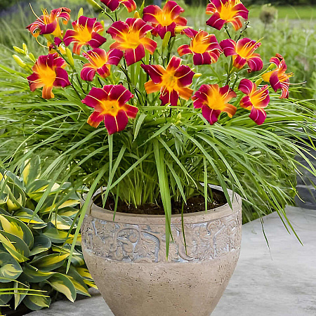 Фото Лилейник Эври Дэйлили Ред риб