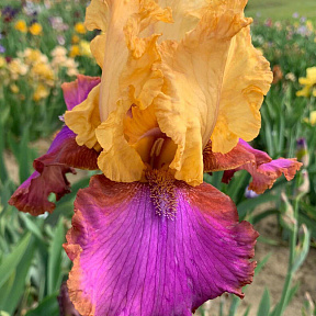 Ирис бородатый О Соммэ