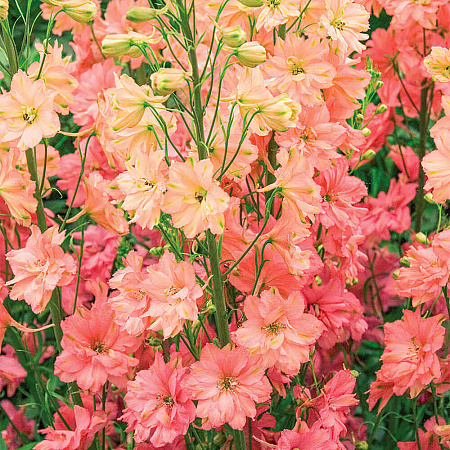 Фото Дельфиниум Принцесса Каролина