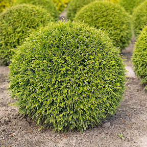 Туя западная Вудварди