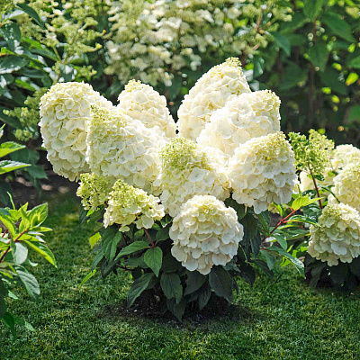 Гортензия метельчатая Мэджикал монблан