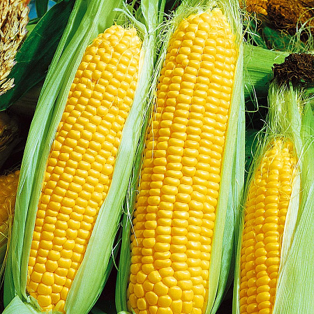 Фото Кукуруза Свитстар 10шт