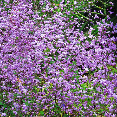 Фото Василистник Великолепный