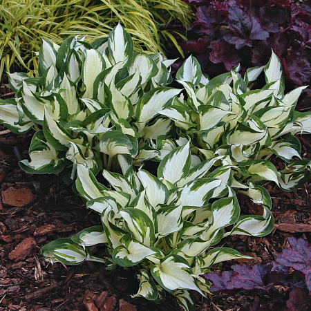 Фото Хоста Амазон