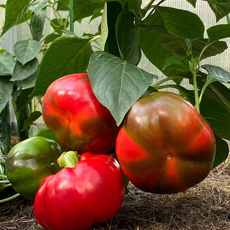 Фото Перец сладкий Садовое кольцо