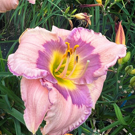 Фото Лилейник Аметист Кисс