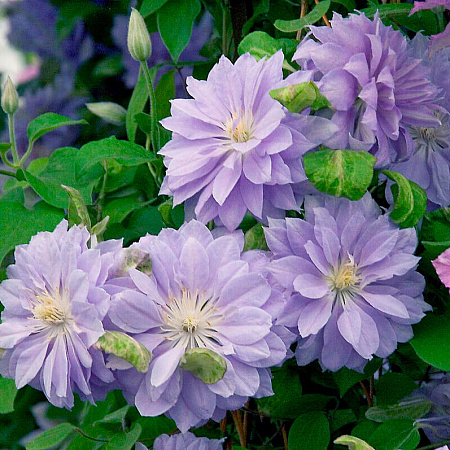 Фото Клематис Дэннис Дабл