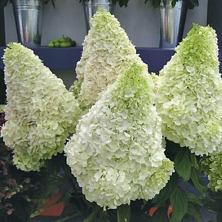 Фото Гортензия метельчатая Полар Бир