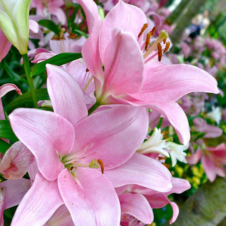 Фото Лилия ЛА-гибрид Лексингтон
