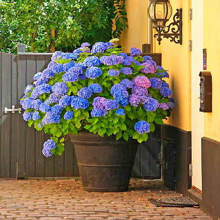Фото Гортензия крупнолистная Никко Блю