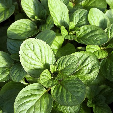 Фото Мята Гранада