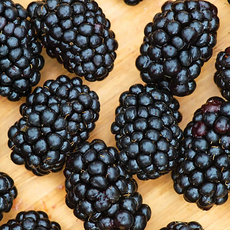 Фото Ежевика Дарроу