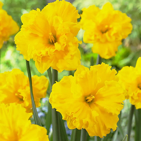 Фото Нарцисс Голд Диск