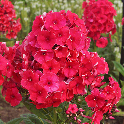 Флокс метельчатый Гренадин Дрим