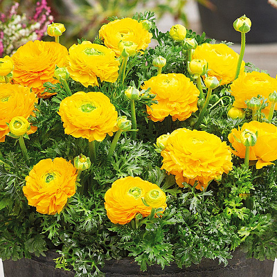 Лютик Маше Жёлтый