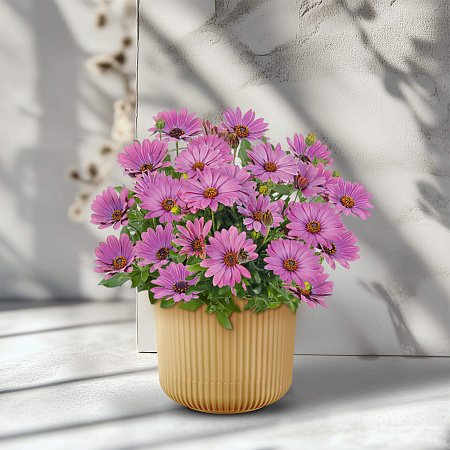 Фото Остеоспермум Саммерсмайл Софт виолет