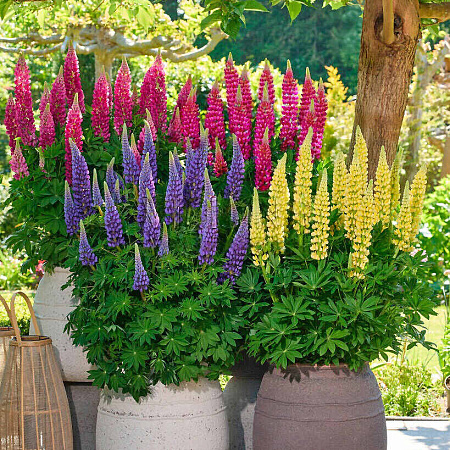 Фото Люпин Люпинова Ленора