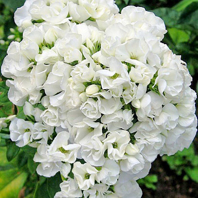 Флокс метельчатый Дабл Тиара