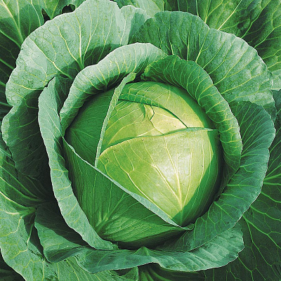 Капуста белокочанная Коронет F1 16шт