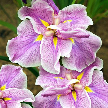 Фото Ирис японский Рафферти