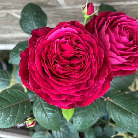 Фото Роза флорибунда Четырёх ветров