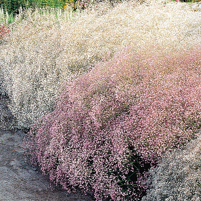 Гипсофила Розовая и белая набор