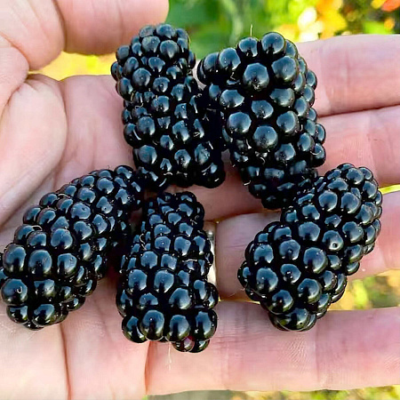 Фото Ежевика Бжезина