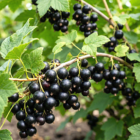 Смородина Сокровище