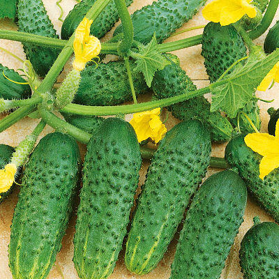 Огурец Кибрия F1