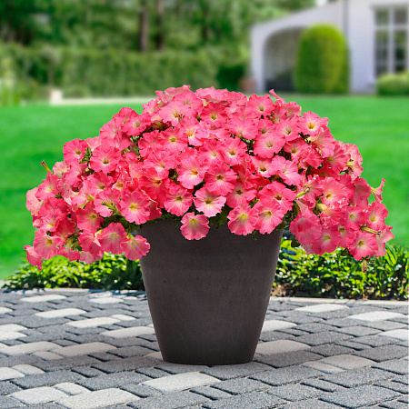 Фото Петуния ампельная Изи Вэйф Роузи Доун