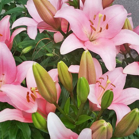 Фото Лилия ЛА-гибрид Лексингтон