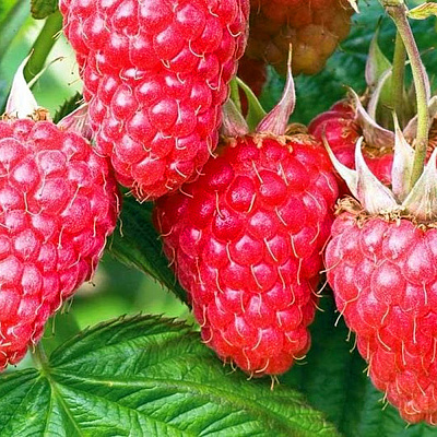 Малина ремонтантная Недосягаемая