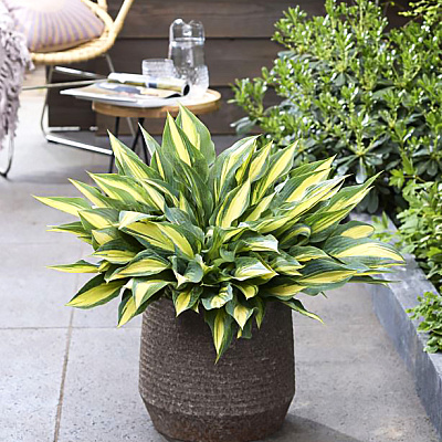 Хоста Голден спеар