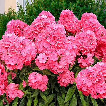 Фото Флокс метельчатый Москвичка