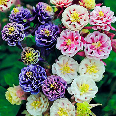 Аквилегия Винки махровая набор