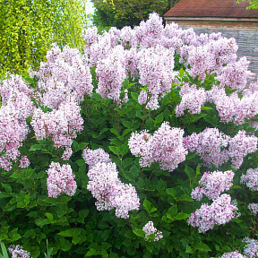 Сирень раскидистая Мисс Ким