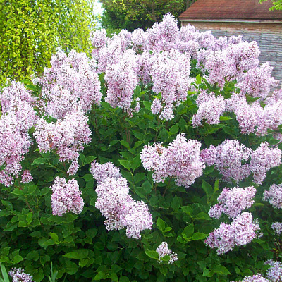 Сирень раскидистая Мисс Ким