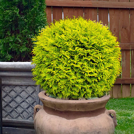 Фото Туя западная Голден Глоб