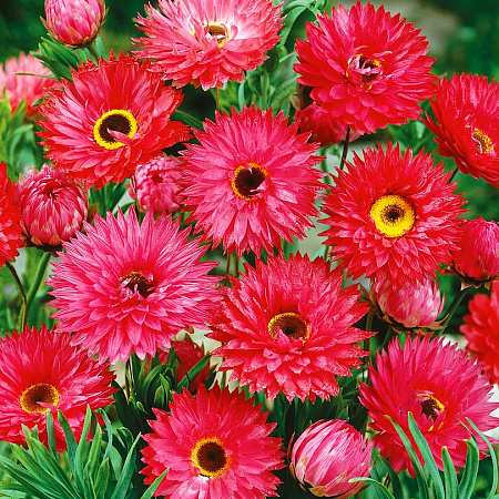 Фото Гелиптерум Голиаф