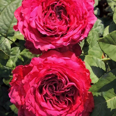 Фото Роза флорибунда Четырёх ветров