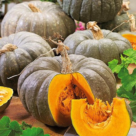 Фото Тыква Цукатная F1