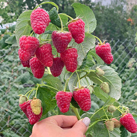 Фото Малина ремонтантная Васёна